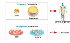 Springs Rejuvenation clinic